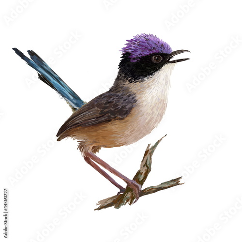The purple-crowned fairywren (Malurus coronatus), the beautiful bird on the branch, hand drawn isolated on a white background photo