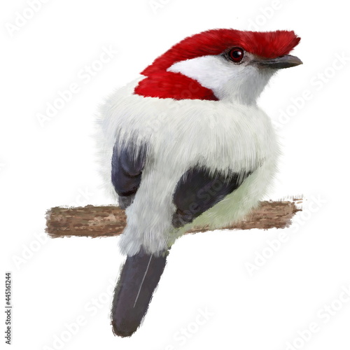 Araripe manakin (Antilophia bokermanni), the beautiful bird on the branch, hand drawn isolated on a white background. Animal for a diy project, printing on fabric, stickers or posters.