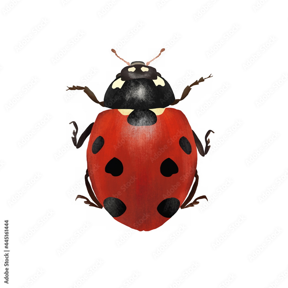 Realistic beautiful beetle ladybug top view isolated on white background. Realistic beautiful beetle ladybug top view isolated on white background.