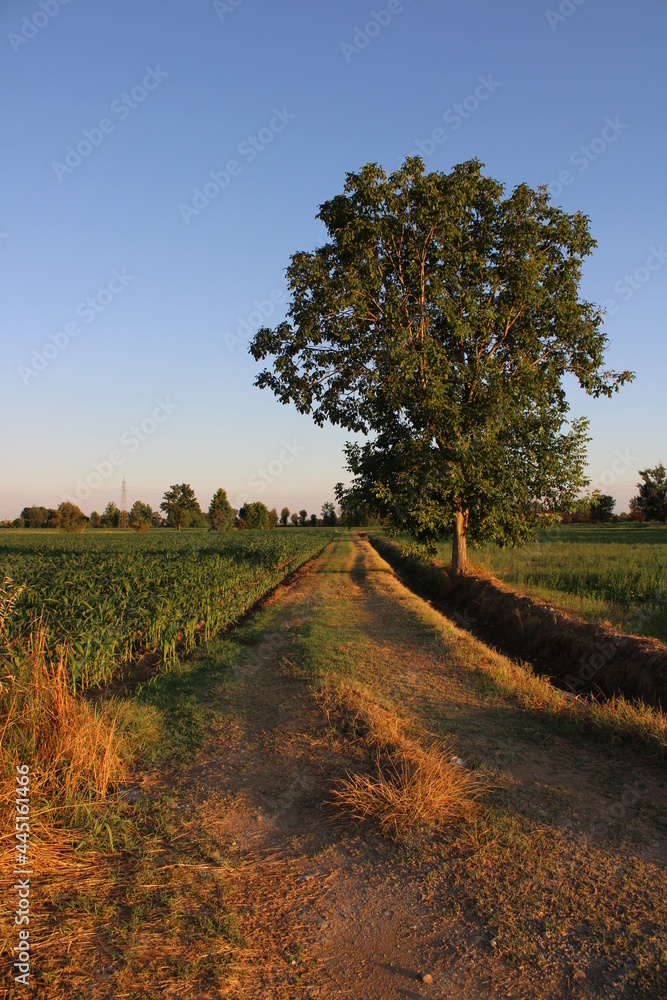 Albero solitario