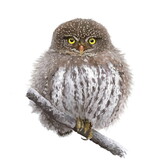 The northern pygmy owl (Glaucidium californicum), beautiful bird on the branch, hand drawn isolated on a white background. Animal for a diy project, printing on fabric, stickers or posters.