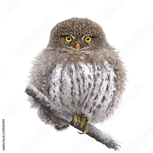 The northern pygmy owl (Glaucidium californicum), beautiful bird on the branch, hand drawn isolated on a white background. Animal for a diy project, printing on fabric, stickers or posters. photo