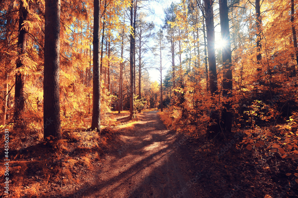 Fototapeta premium fall landscape background beautiful yellow forest autumn season nature fall