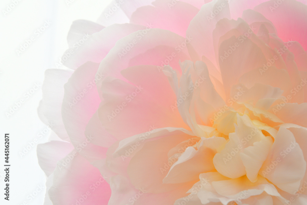 Pink peony flowers on a white background