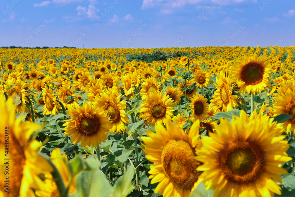 Fototapeta premium field of blooming sunflowers on a background of blue sky