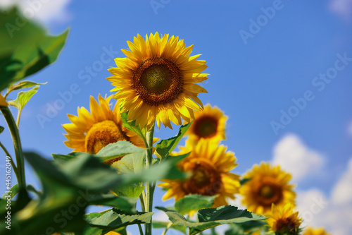 Close-up of Sunflower blooming natural background against blue sky
