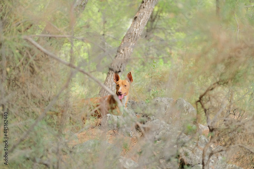 Andalusian Hound hunting  hunting dog for rabbits  hares  partridges and wood pigeons