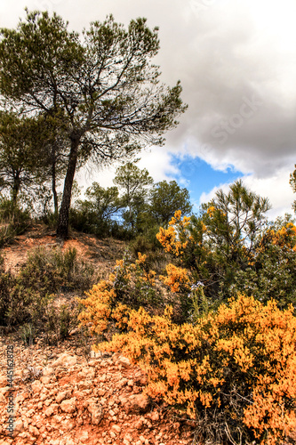 Rosmarinus Officinalis, yellow retama sphaerocarpa and pines in the mountain photo
