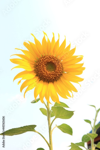 A single sunflower  disk flower  cut flower  against blue sky.