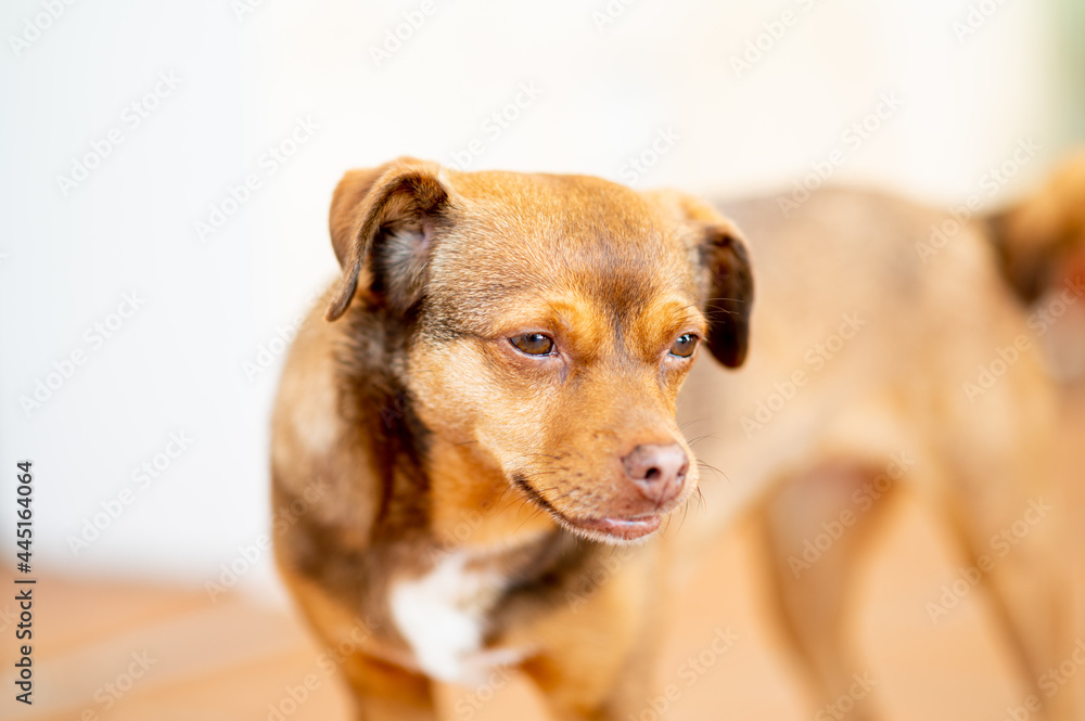 Shallow depth of field portrait of an autonomous breed dog. 
