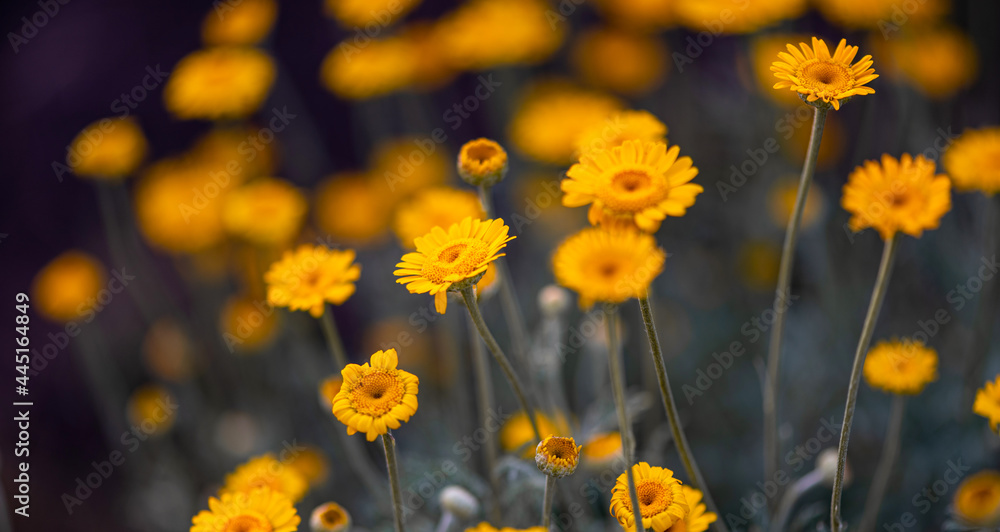 Many small yellow flowers on a dark background in a garden or park. Summer or autumn floral background. Soft focus. Summer flower meadow.