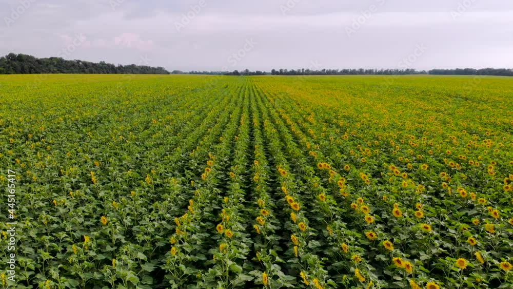 Neat rows of sunflowers on a green agricultural field. Aerial footage Neat rows of sunflowers on a green agricultural field. Aerial footage