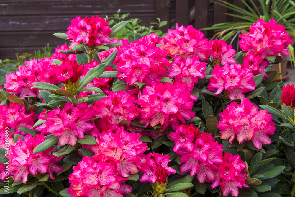Blooming pink rhododendron flowers in a garden