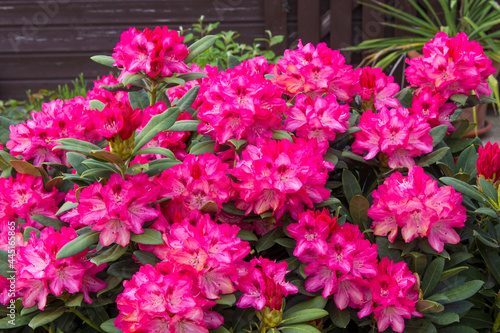 Blooming pink rhododendron flowers in a garden © Mira Drozdowski