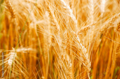 Gold background with wheat ears. Close Up wheat field in harvest season with sunlight.