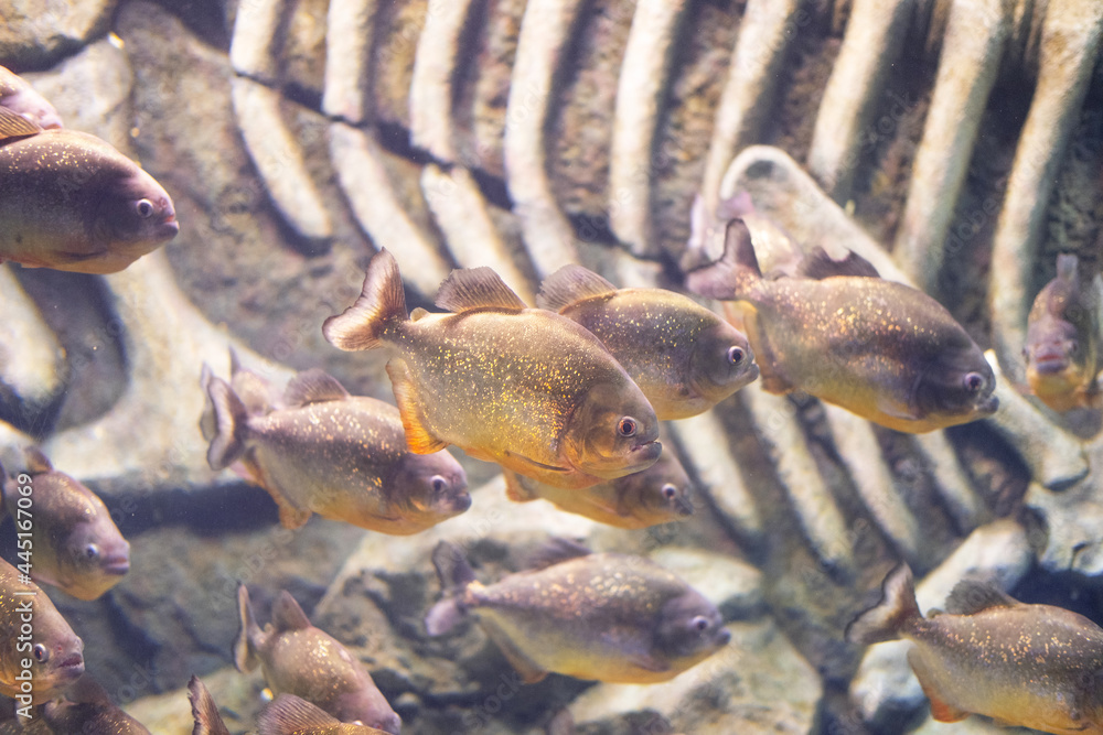 Piranha close up in the aquarium. Pygocentrus nattereri.