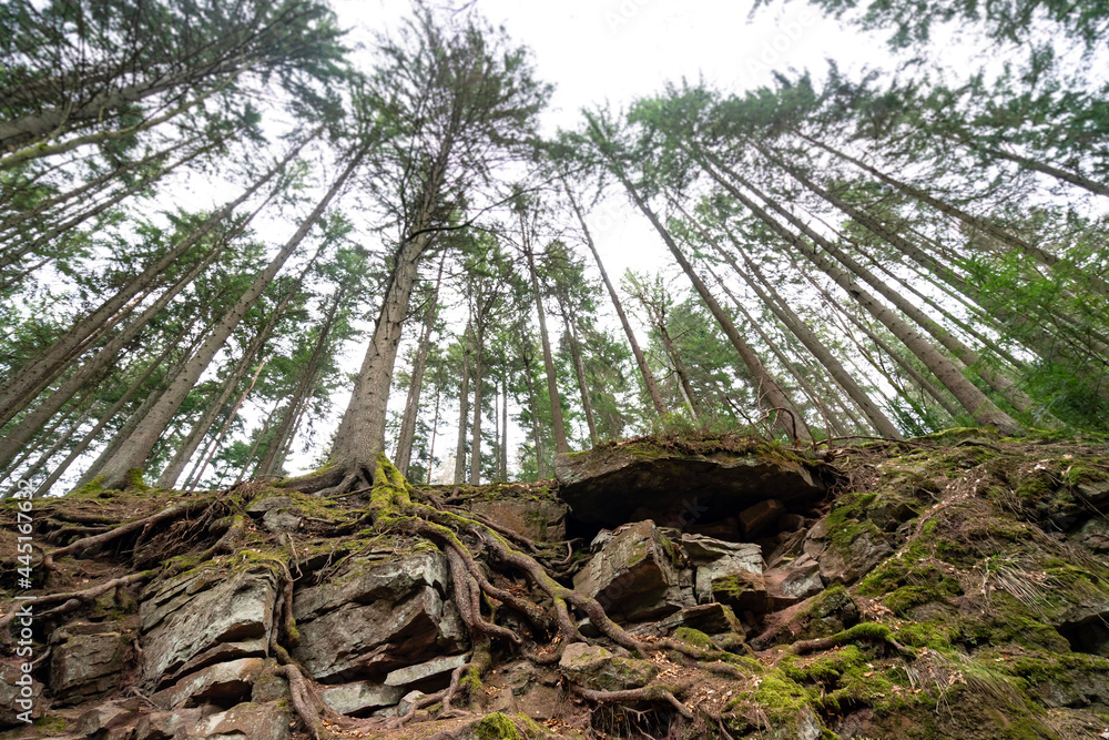 Obraz premium Monbachtal