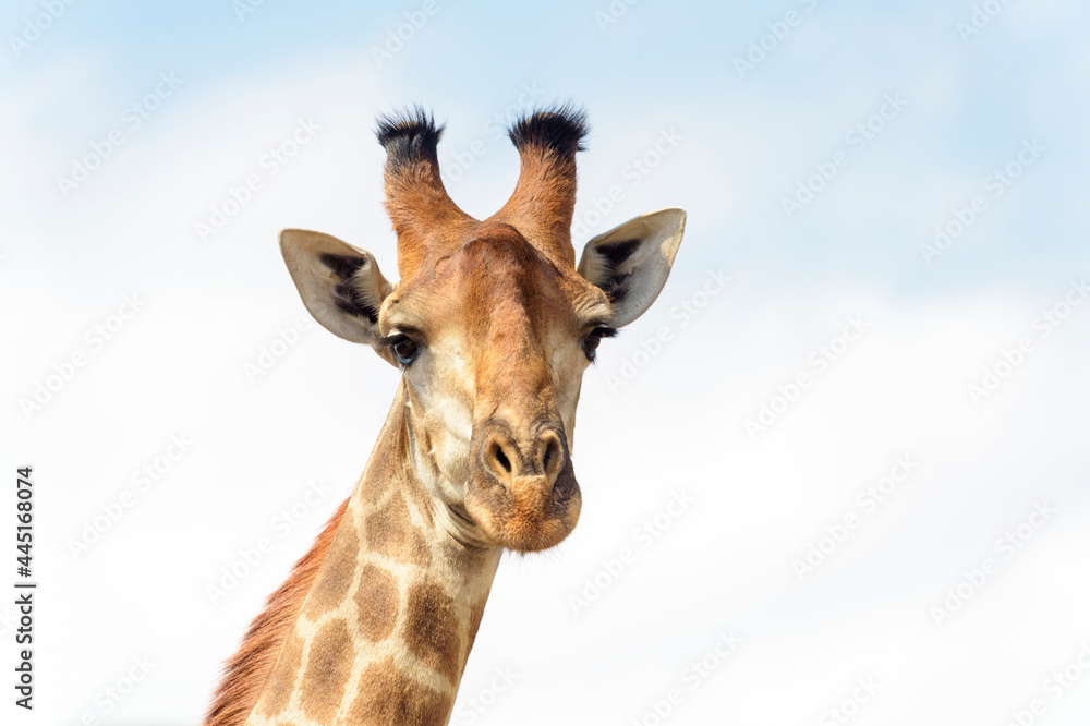 Giraffe (Giraffa camelopardalis) portrait looking at camera, Kruger National Park, South Africa