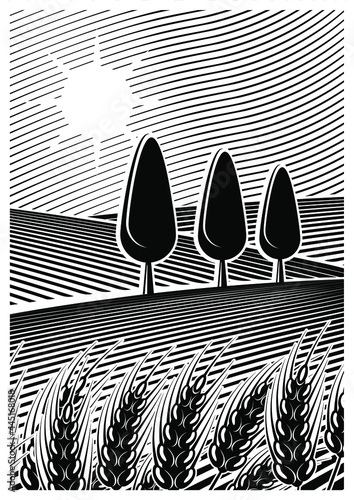 Vector illustration of a farm field or vineyard. In the foreground are some ears of cereal. In black and white colors.