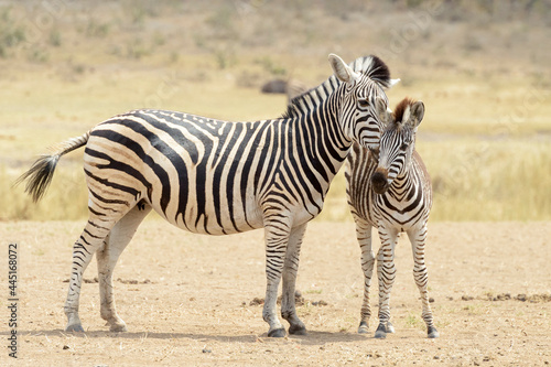 Plains zebra  Equus quagga  foal with mother standing on savanna  Kruger National Park  South Africa.
