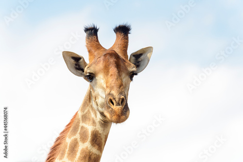 Giraffe (Giraffa camelopardalis) portrait looking at camera, Kruger National Park, South Africa
