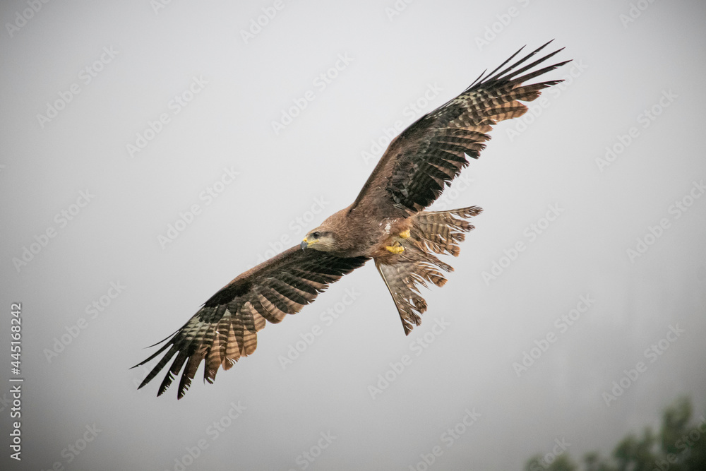 Fototapeta premium eagle in flight