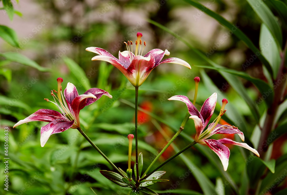 Fototapeta premium Lilies in the garden