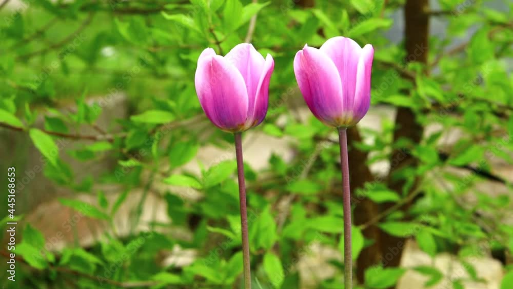 Tulip purple flower in garden Tulip purple flower in garden