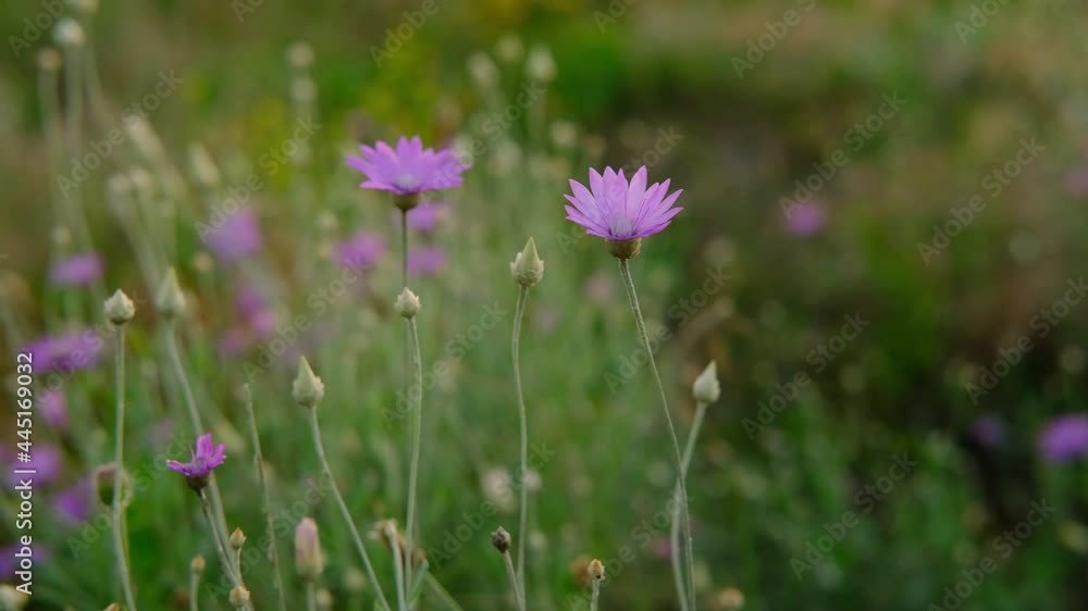 The hand of women touch immortelles purple wild flowers in the green field on sunset swing close to. Nature and floral flowery ,woman day ,perfume, cosmetic ,organic concept.High quality 4k vertical The hand of women touch immortelles purple wild flowers in the green field on sunset swing close to. Nature and floral flowery ,woman day ,perfume, cosmetic ,organic concept.High quality 4k vertical