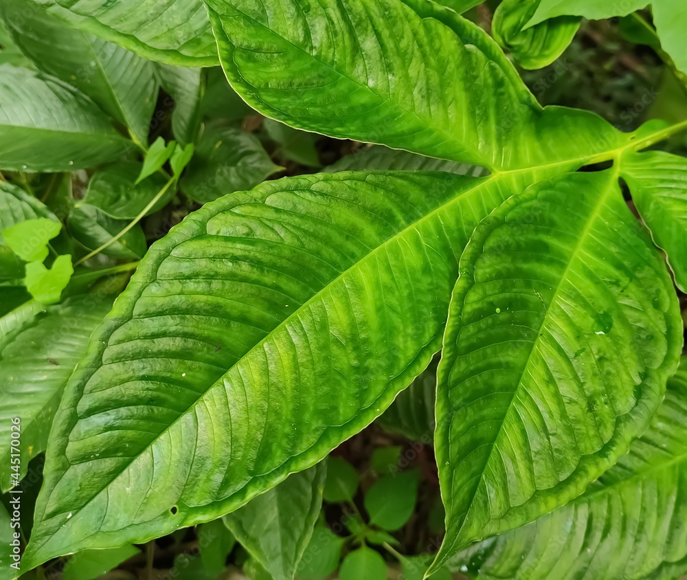green leaves background green leaves background