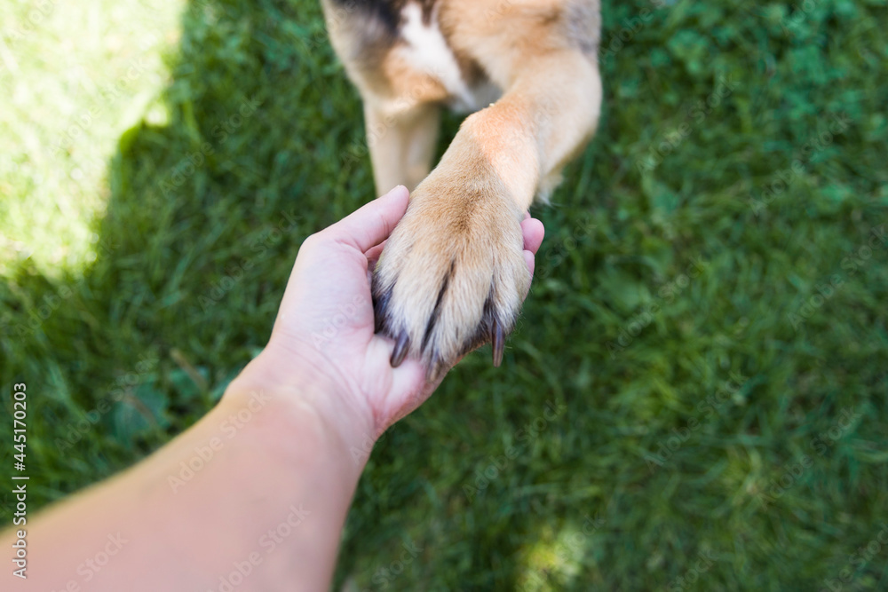 Komenda dla psa "podaj łapę" jest w czołówce najpopularniejszych komend. - obrazy, fototapety, plakaty 