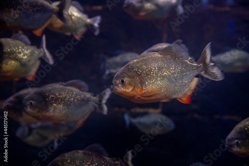 a flock of predatory piranhas in a freshwater aquarium, nature danger