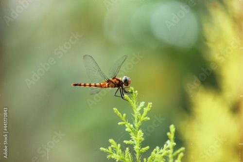 Dragonfly in the nature. Dragonfly in the nature habitat. Beautiful vintage nature scene with dragonfly outdoor © syam mohammed
