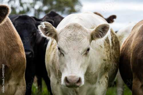 Close up of Angus and Murray Grey Cows eating lush pasture in Australia. photo