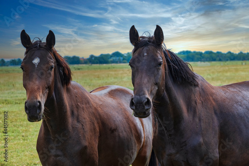Portrait of two black horses on a pasture in Butjadingen / Germany on the North Sea  © fotografci