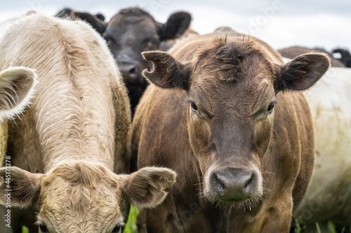 Close up of Angus and Murray Grey Cows eating lush pasture in Australia. photo