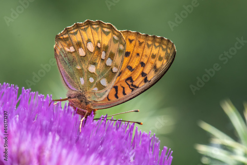 Nymphalidae / Güzel İnci / / Argynnis aglaja photo
