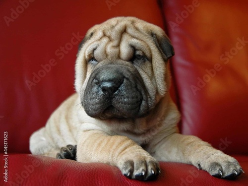 Fototapeta Naklejka Na Ścianę i Meble -  english bulldog puppy