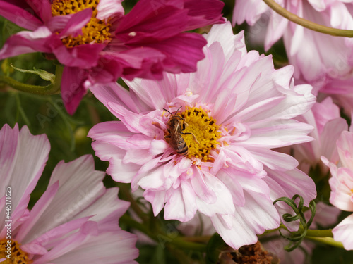 Great banded furrow-bee  Halictus scabiosae 