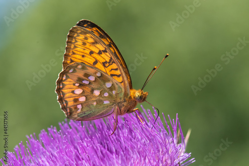 Nymphalidae / Güzel İnci / / Argynnis aglaja photo