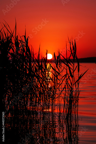 Vertical dreamy photography of a deep red summer sunset over lake with silhouettes of reed plants on the foreground