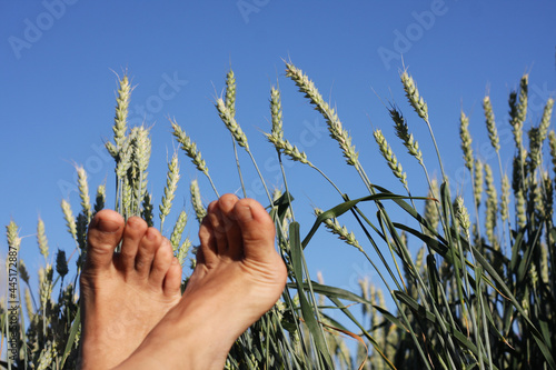 Beautiful view of lying in a field with wheat and a view of the blue sky in summer