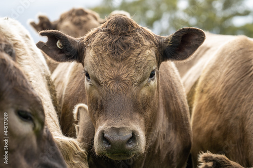 Close up of Angus and Murray Grey Cows eating lush pasture in Australia. photo