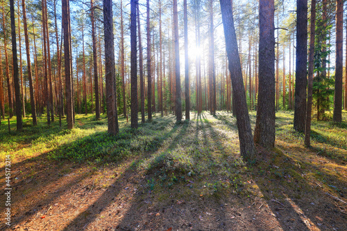 Fototapeta Naklejka Na Ścianę i Meble -  sunny summer day in green park, beautiful landscape trees background