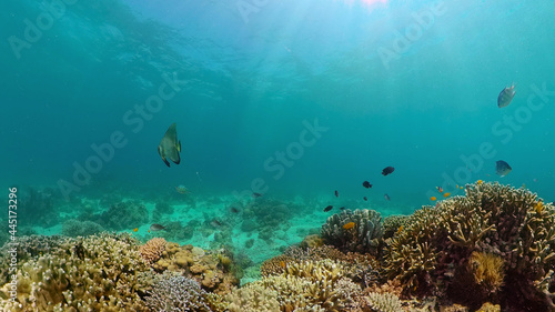 Fototapeta Naklejka Na Ścianę i Meble -  Underwater Scene Coral Reef. Tropical underwater sea fishes. Philippines.
