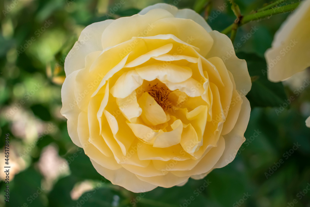 yellow rose in the garden