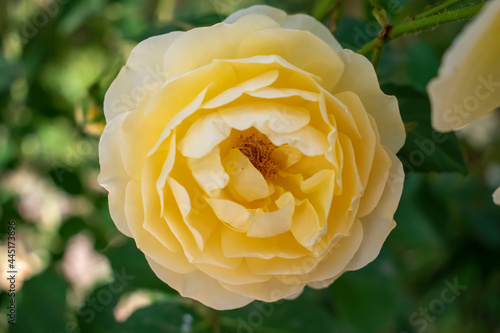 Obraz na płótnie yellow rose in the garden w salonie