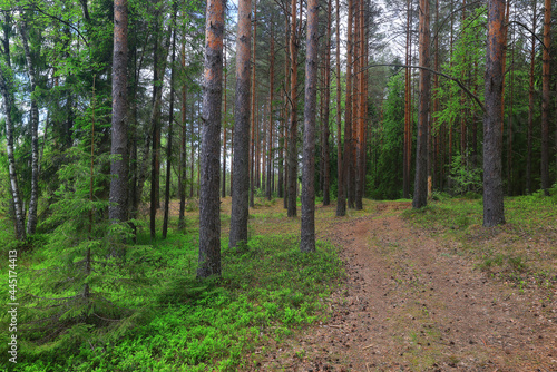 coniferous forest summer landscape green trees outdoor background nature © kichigin19
