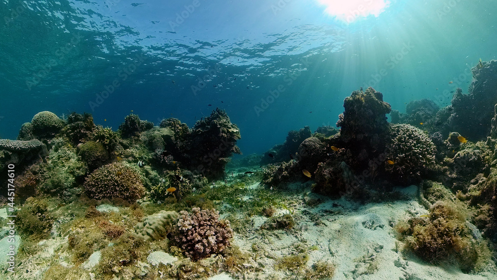 Tropical fishes and coral reef underwater. Hard and soft corals, underwater landscape.