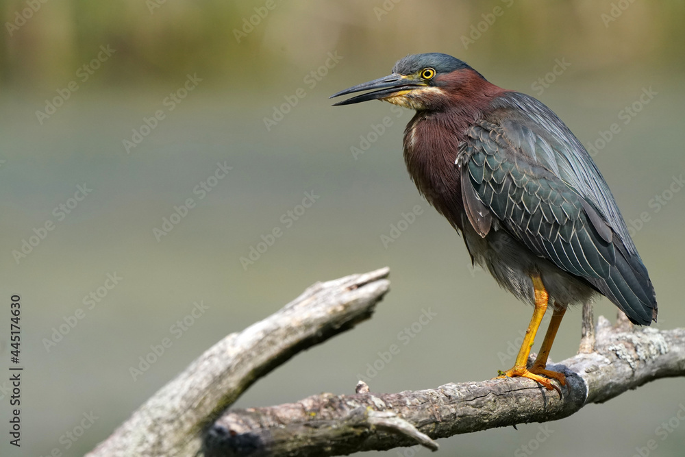 Fototapeta premium Green heron Juveniles in woods by river bank in bright summer day